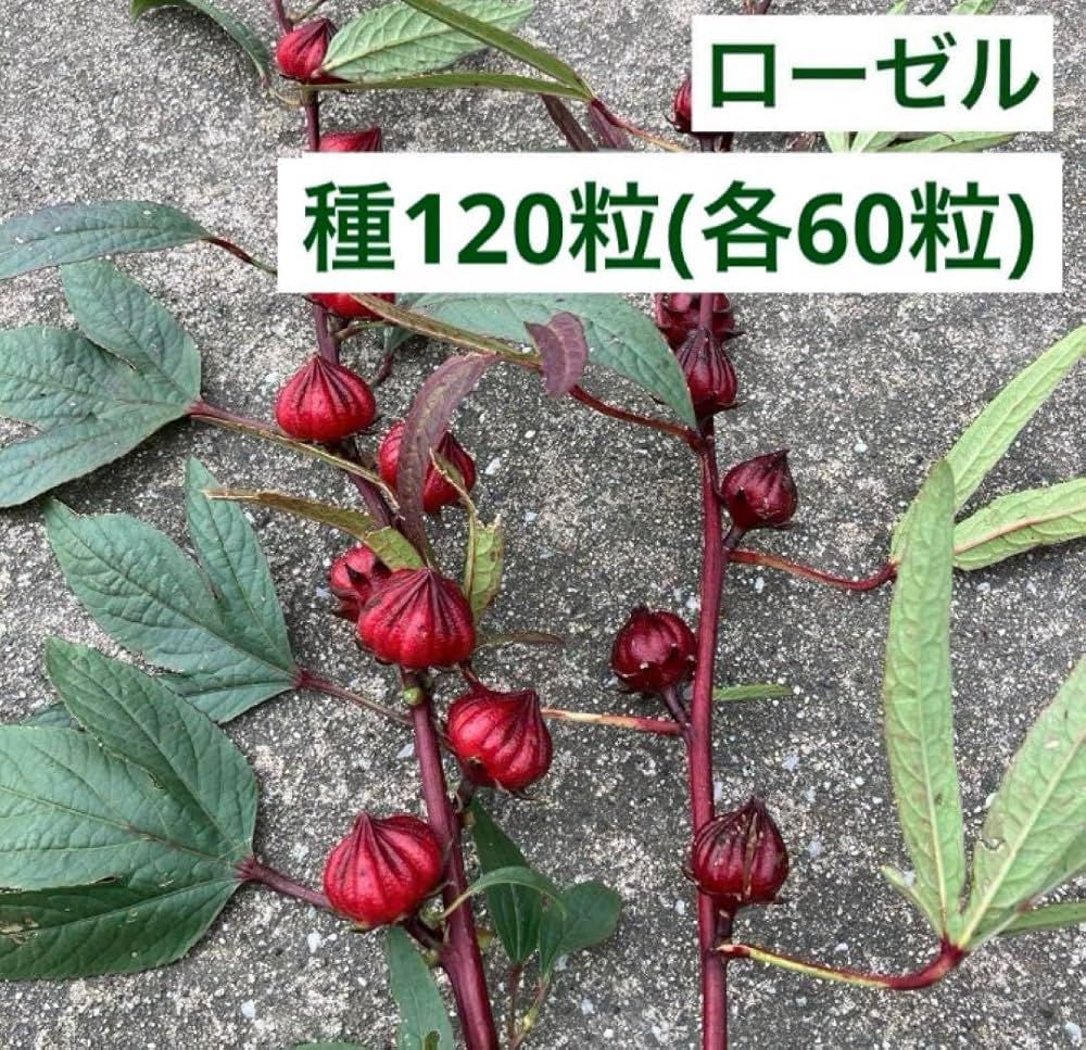 Amazon.co.jp: ローゼル 種120粒 (各60粒) 赤2種類(花はクリーム